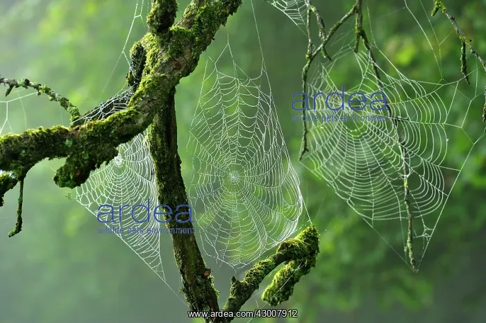 : Spider Webs on branch : Spider Webs on branch