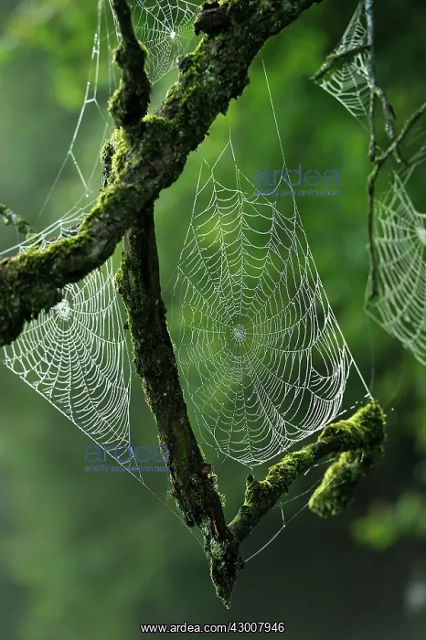: Spider Webs on branch : Spider Webs on branch