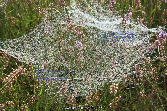 : Spider webs with dew drops in Common Heather (Calluna : Spider webs with dew drops in Common Heather (Calluna