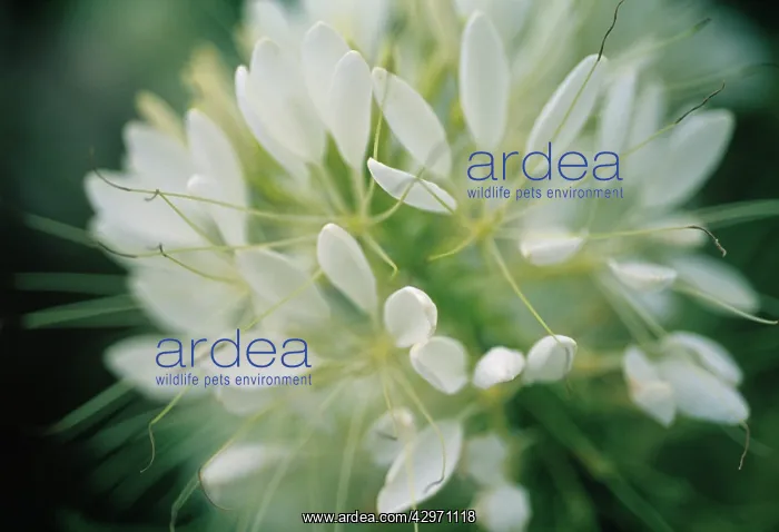 : Spiderflower : Spiderflower