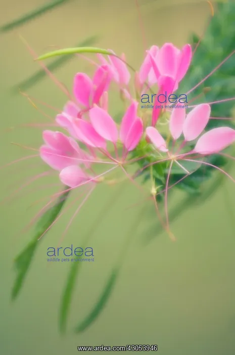 : Spiderflower : Spiderflower
