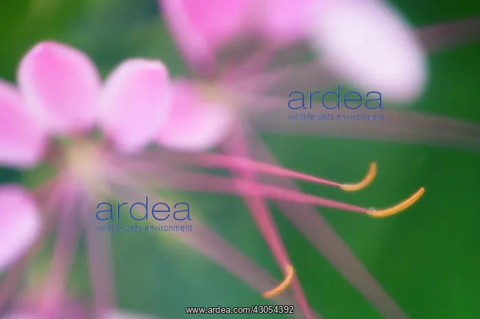 : Spiderflower : Spiderflower