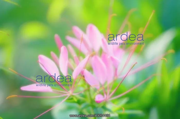 : Spiderflower : Spiderflower
