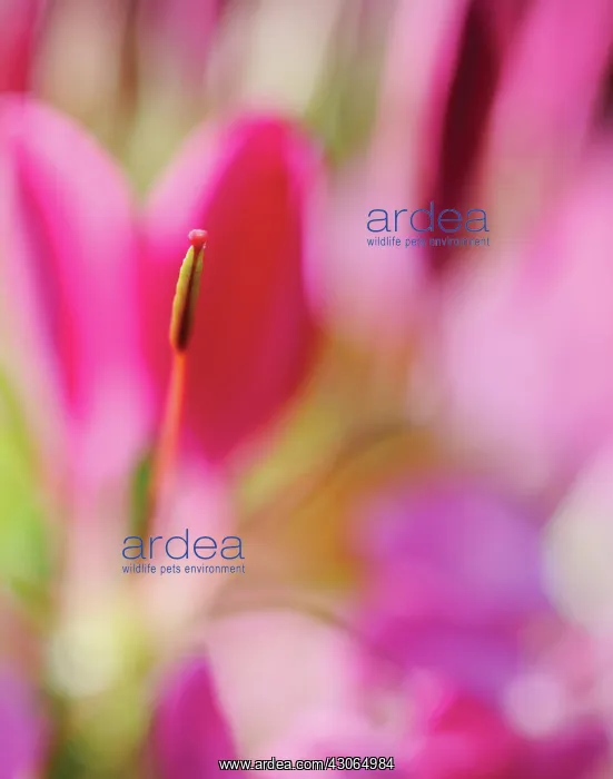 : Spiderflower : Spiderflower
