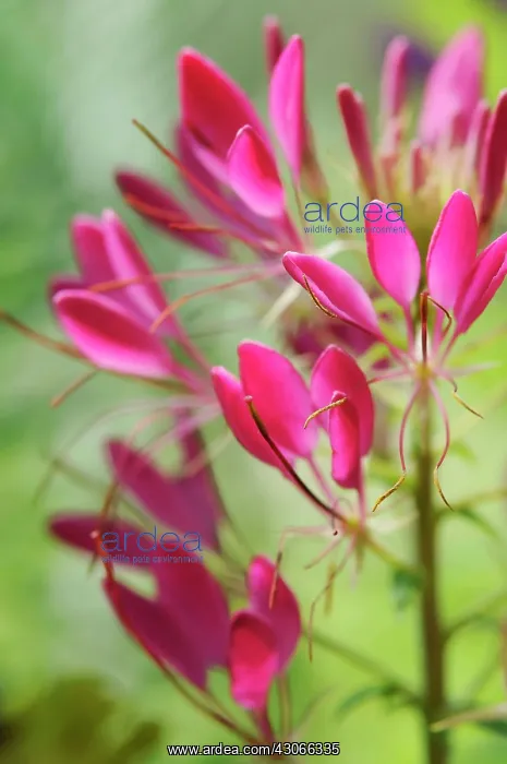 : Spiderflower : Spiderflower