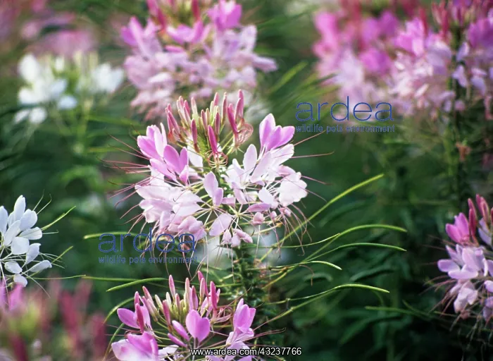 : Spiderflower : Spiderflower