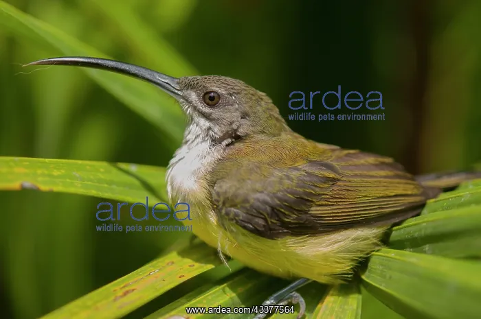 : Spiderhunter bird : Spiderhunter bird
