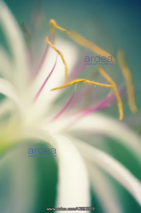 : Spiderlily : Spiderlily