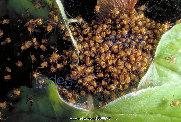 : Spiderlings : Spiderlings