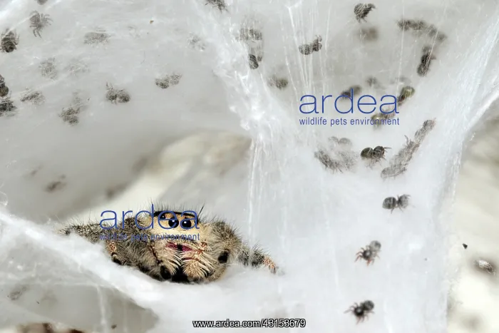 : Spiderlings and mother in nest : Spiderlings and mother in nest