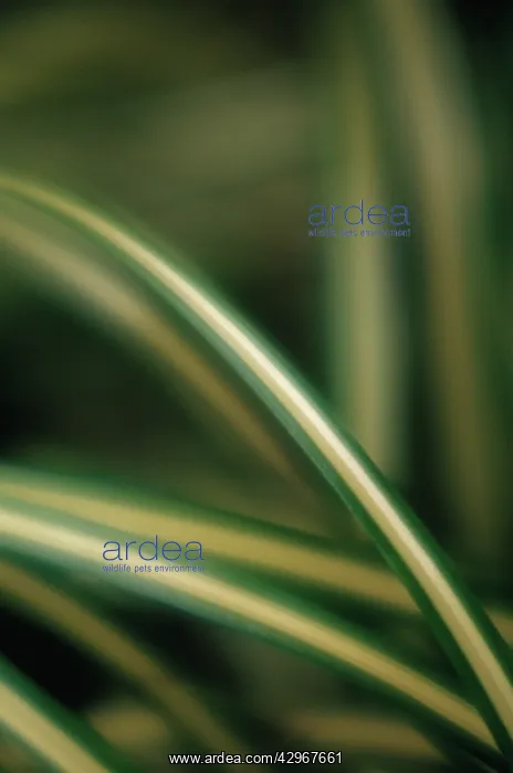 : Spiderplant : Spiderplant