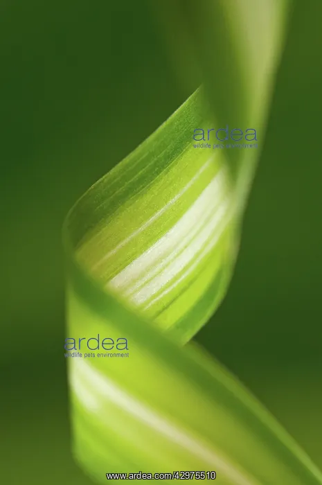 : Spiderplant : Spiderplant