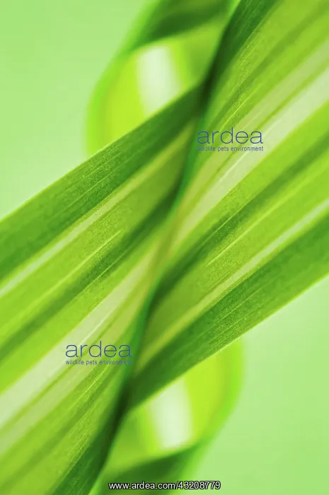 : Spiderplant : Spiderplant