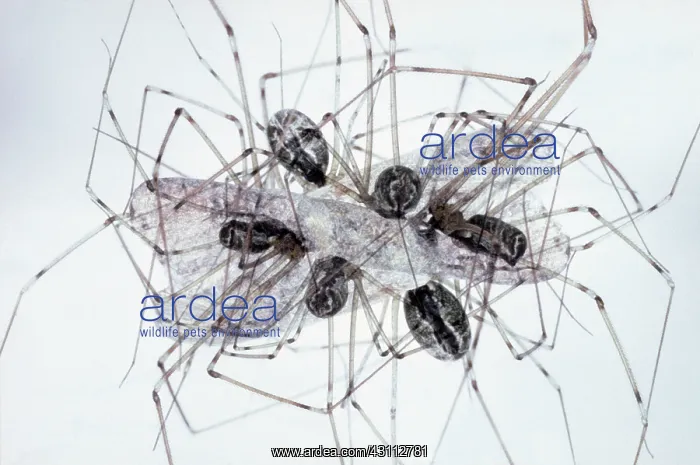 : Spiders eating moth : Spiders eating moth