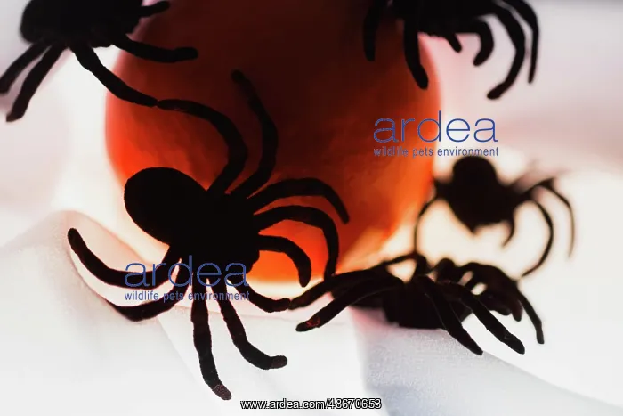 : Spiders and light : Spiders and light