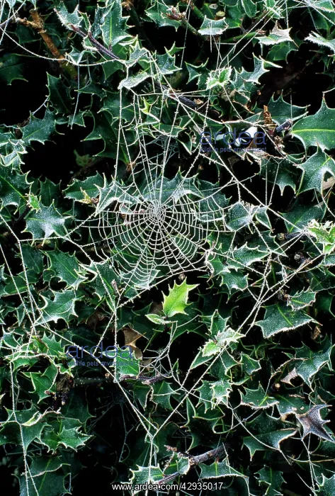 : Spider's Web : Spider's Web