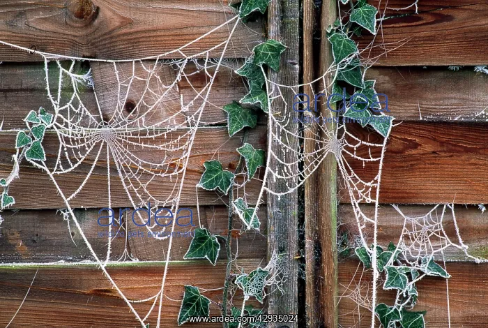 : Spider's Web : Spider's Web