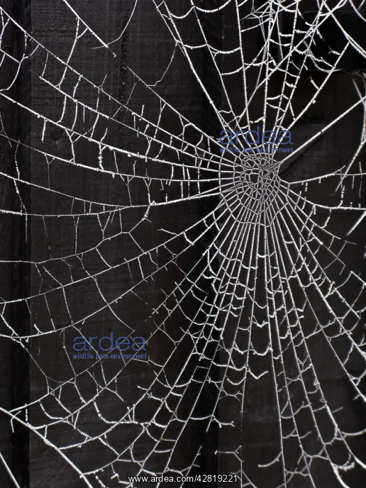 : Spiders web - covered in frost : Spiders web - covered in frost