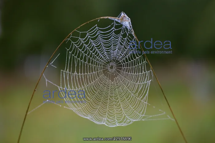 : Spider's Web - of Cross Orb-weaver or Garden Cross : Spider's Web - of Cross Orb-weaver or Garden Cross