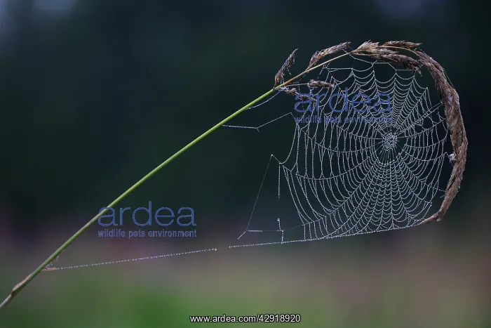 : Spider's Web - of Cross Orb-weaver or Garden Cross : Spider's Web - of Cross Orb-weaver or Garden Cross
