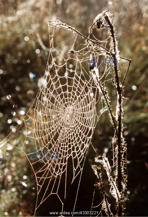 : SPIDERS WEB - Dew-covered web in Autumn : SPIDERS WEB - Dew-covered web in Autumn