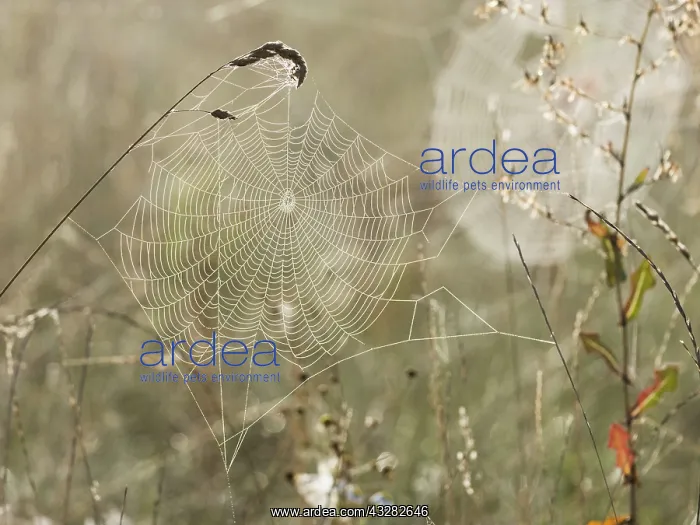 : Spiders web - with dew drops in autumn, Hessen : Spiders web - with dew drops in autumn, Hessen