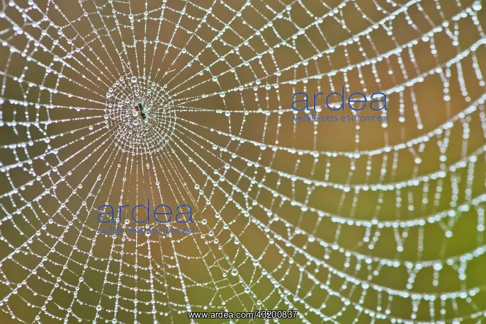 : Spider's web with dew drops, Emsland, Lower Saxony : Spider's web with dew drops, Emsland, Lower Saxony