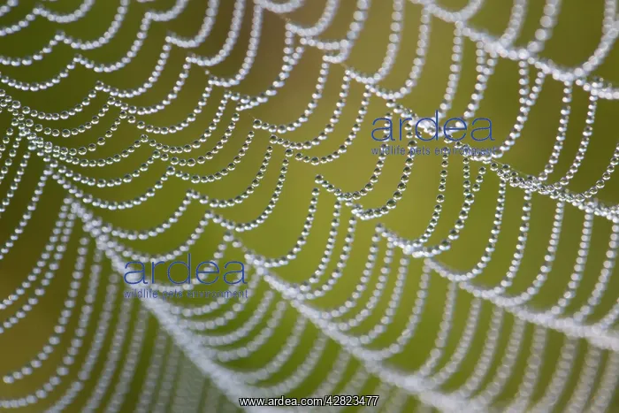 : Spider's Web - with dewdrops : Spider's Web - with dewdrops