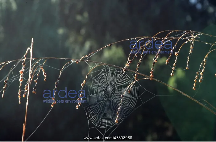 : SPIDERS WEB on Dierana pulcherrrimum : SPIDERS WEB on Dierana pulcherrrimum