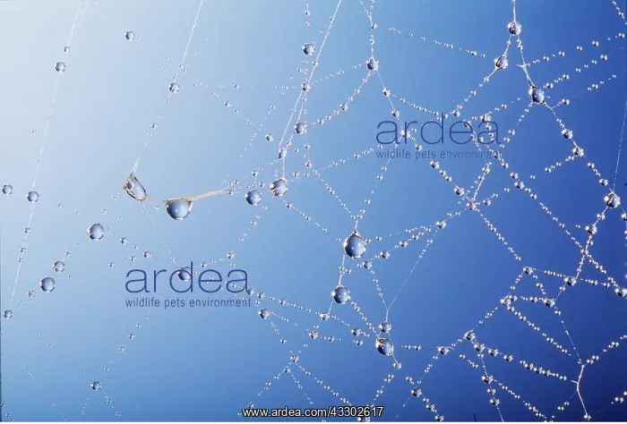 : SPIDERS WEB - drops of dew : SPIDERS WEB - drops of dew