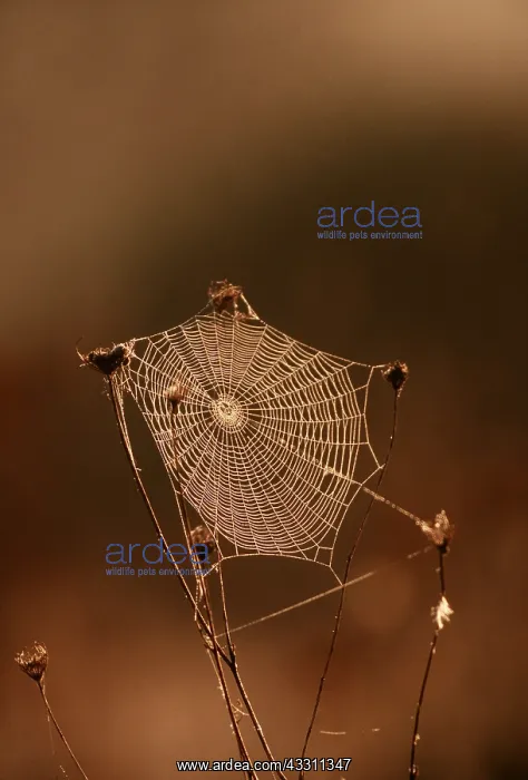 : SPIDER'S WEB - ON GRASSES : SPIDER'S WEB - ON GRASSES