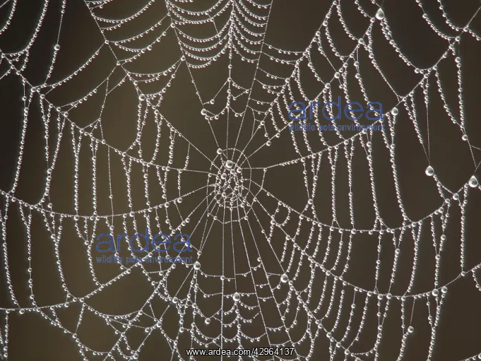 : Spider's Web - with morning dew : Spider's Web - with morning dew
