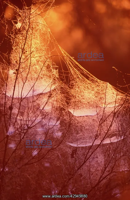 : Spiders Web - At sundown : Spiders Web - At sundown
