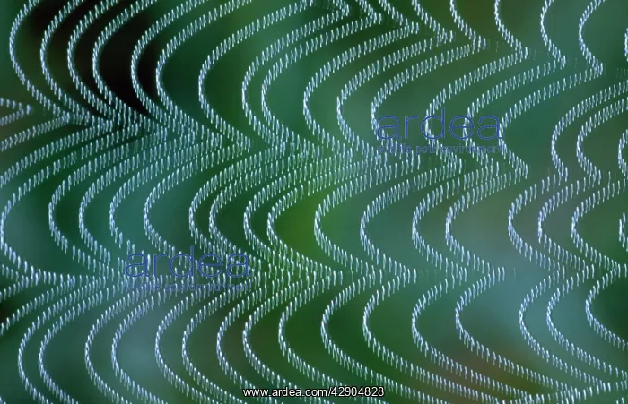 : Spider's Web - vibrating in breeze : Spider's Web - vibrating in breeze