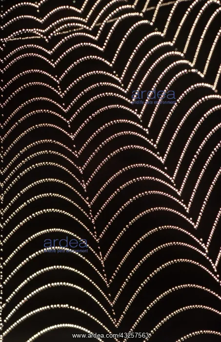 : SPIDERS WEB - Water droplets on web : SPIDERS WEB - Water droplets on web