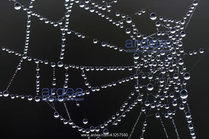 : SPIDER'S WEB - waterdrops on web : SPIDER'S WEB - waterdrops on web