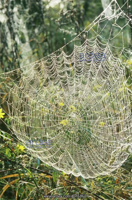 : Spiderweb. The web of the black and yellow argiope : Spiderweb. The web of the black and yellow argiope