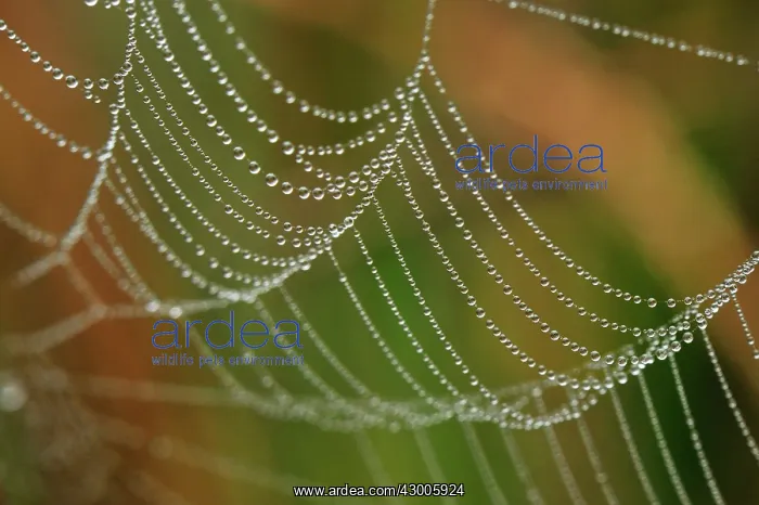 : Spiderweb with dew : Spiderweb with dew