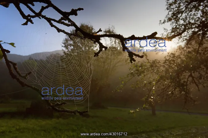 : Spiderweb dew covered cobwebs attached to : Spiderweb dew covered cobwebs attached to