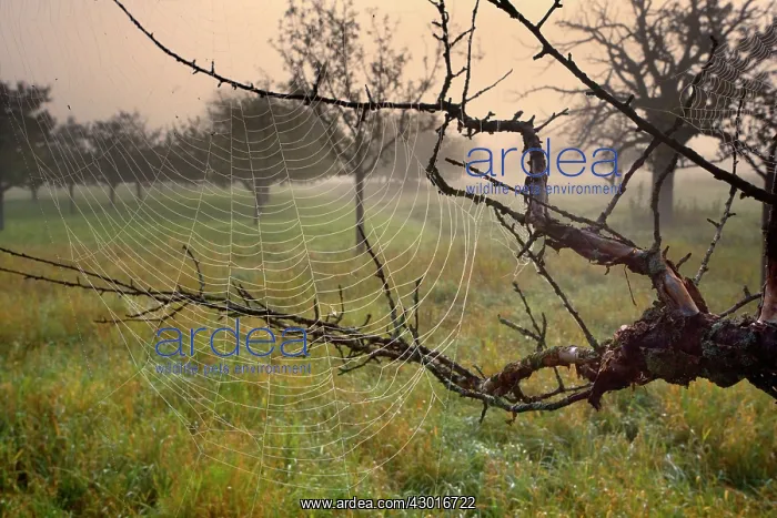 : Spiderweb dew covered cobwebs attached to : Spiderweb dew covered cobwebs attached to
