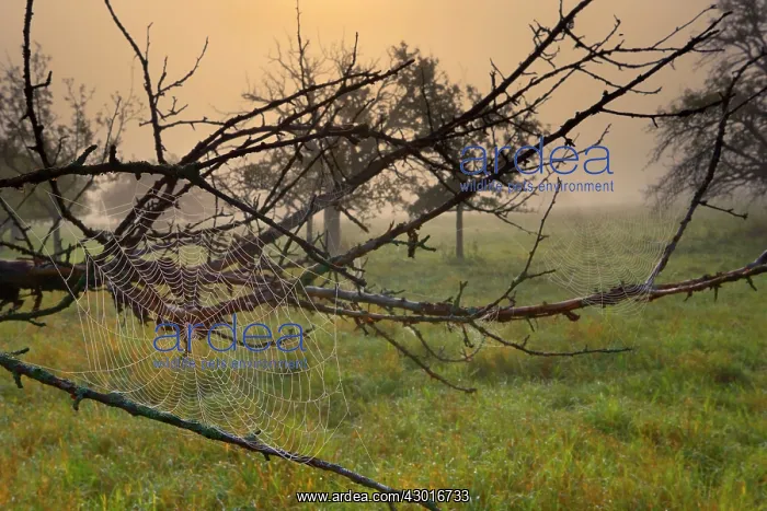 : Spiderweb dew covered cobwebs attached to : Spiderweb dew covered cobwebs attached to