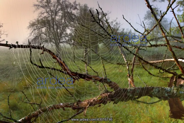 : Spiderweb dew covered cobwebs attached to : Spiderweb dew covered cobwebs attached to