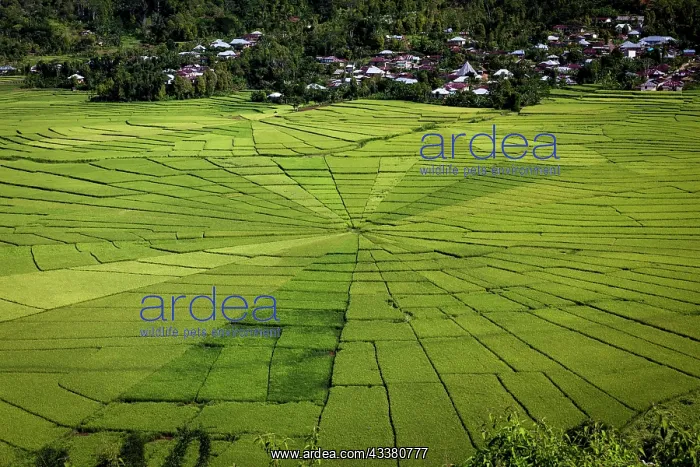 : Spiderweb rice paddies, Cancar, Flores, Nusa Tenggara T : Spiderweb rice paddies, Cancar, Flores, Nusa Tenggara T