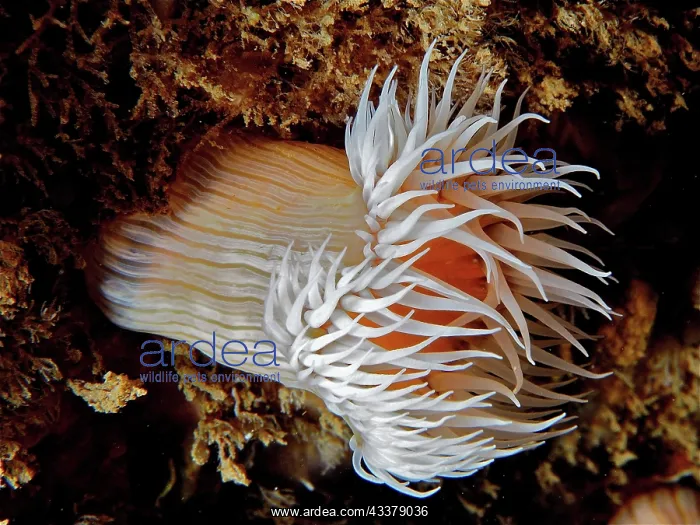 : Spiegeleianemone (Actinothoe sphyrodeta) Sea anemone : Spiegeleianemone (Actinothoe sphyrodeta) Sea anemone
