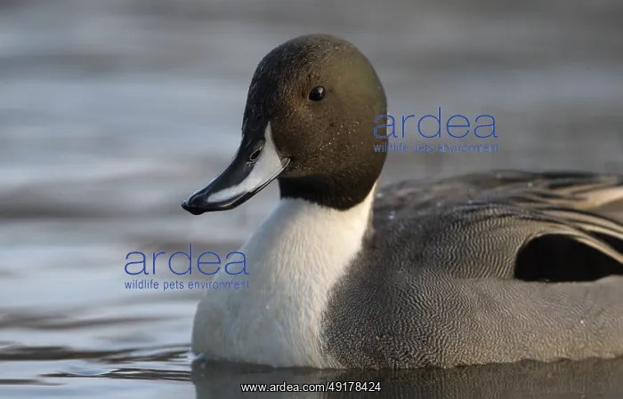 : Spiessente (Anas acuta), Pintail : Spiessente (Anas acuta), Pintail