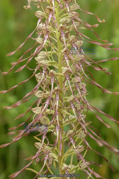 : Spike of Lizard orchid, Himantoglossum hircinum : Spike of Lizard orchid, Himantoglossum hircinum
