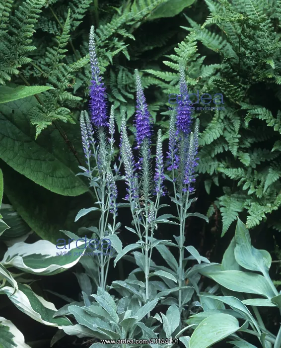 : Spiked speedwell : Spiked speedwell
