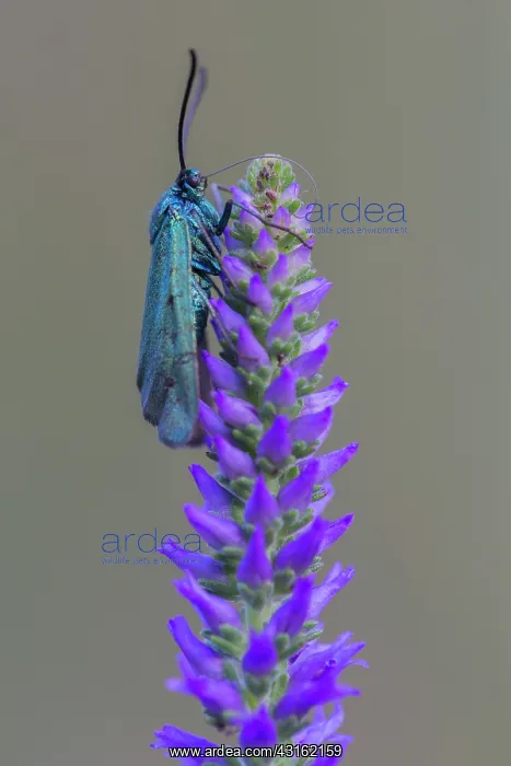 : Spiked Speedwell : Spiked Speedwell
