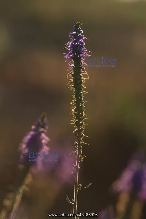 : Spiked Speedwell : Spiked Speedwell