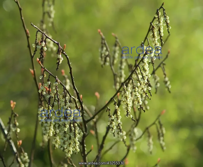 : Spiketail, Stachyurus praecox leucotrichus : Spiketail, Stachyurus praecox leucotrichus